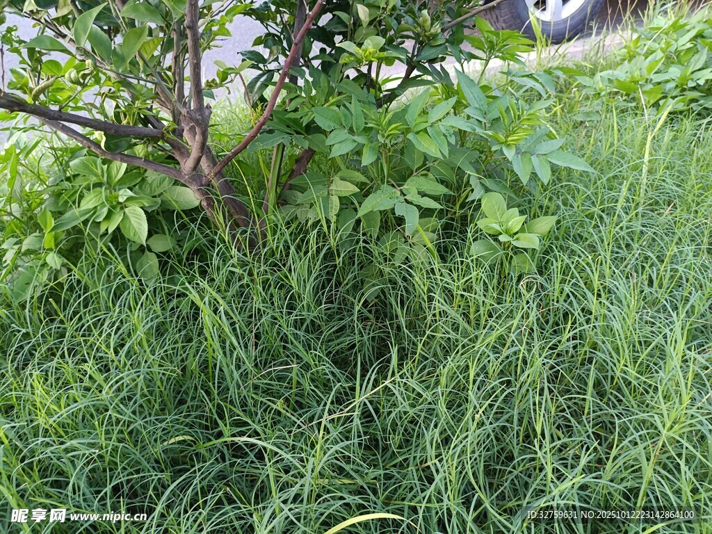 草丛中的树木