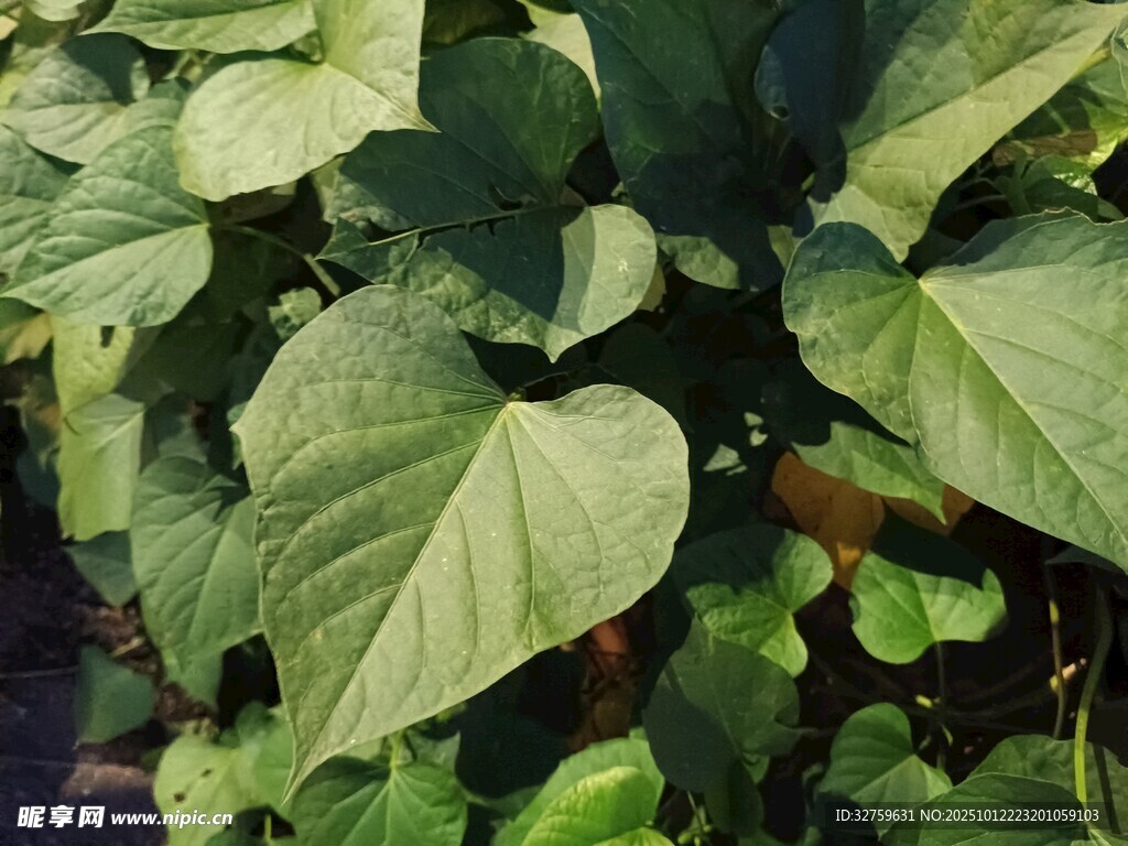 绿叶繁茂的植物