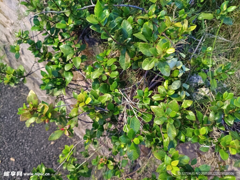 翠绿繁茂的伏地植物