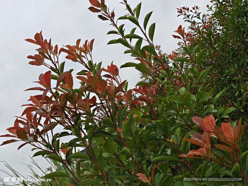 红叶绿植相映成趣