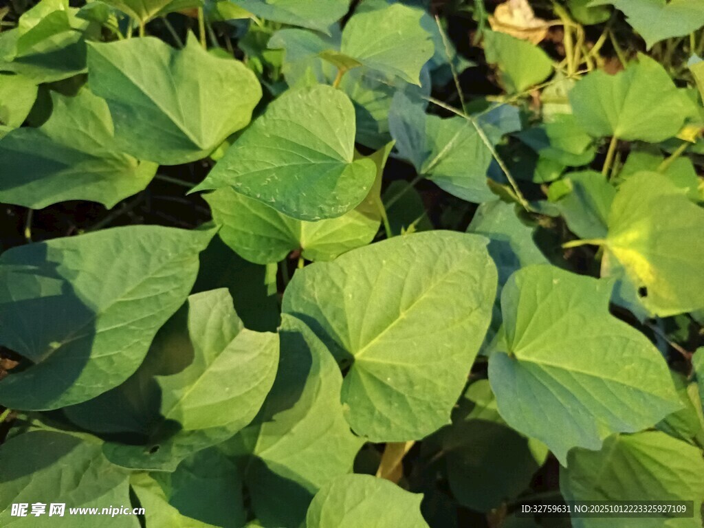 绿叶繁茂的红薯植株