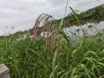 水边摇曳的粉穗状野草
