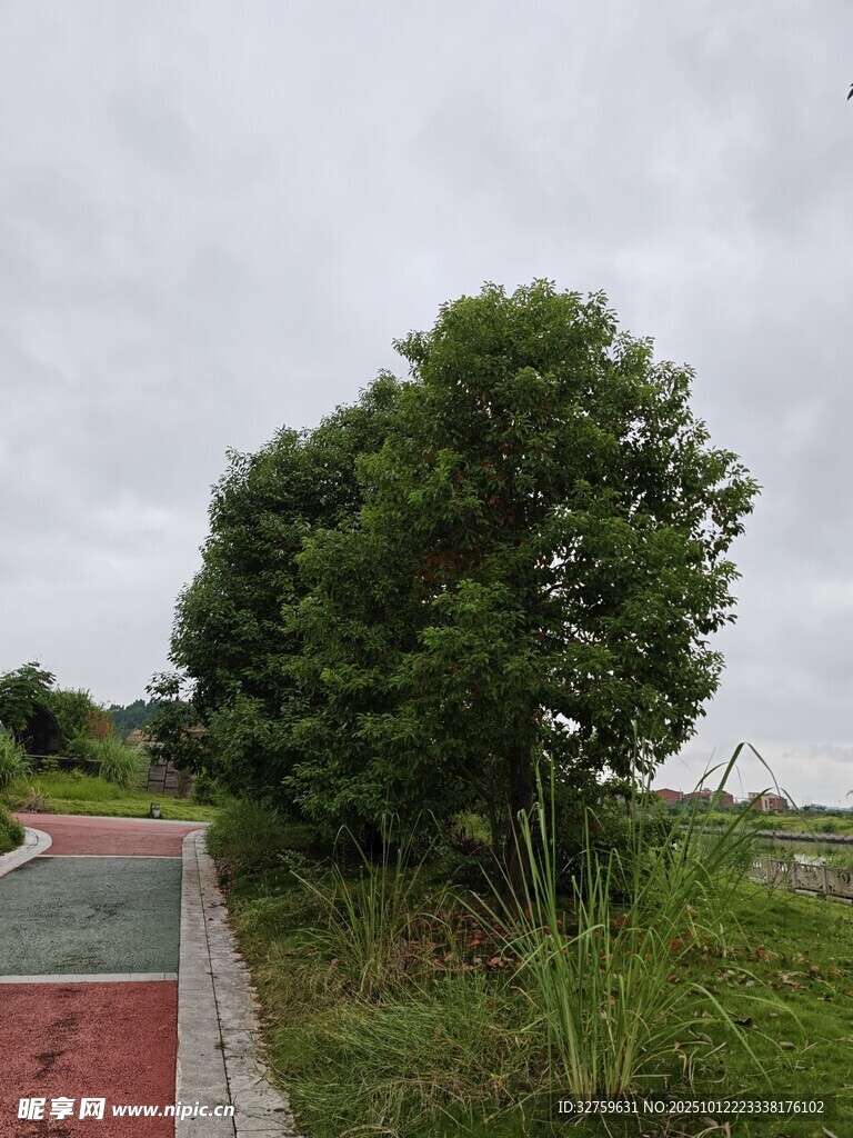 路边葱郁树木与多彩步道