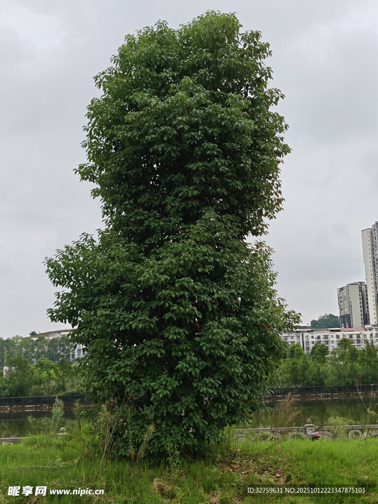 奇特造型树木屹立草地