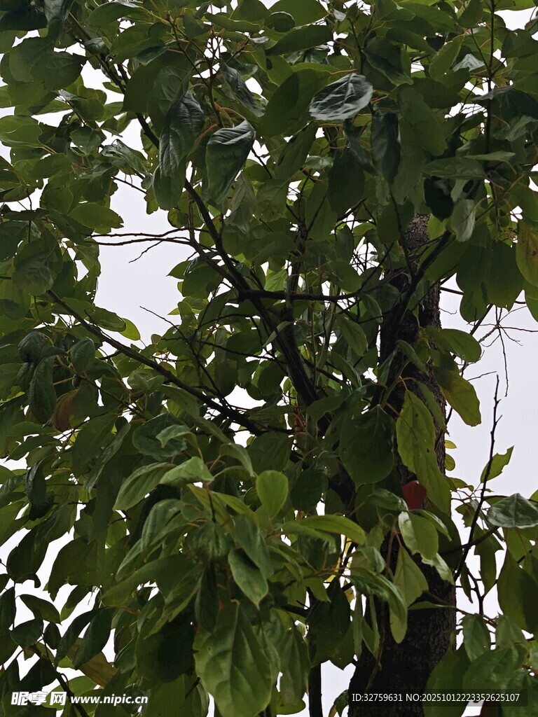 绿叶繁茂的树木景观