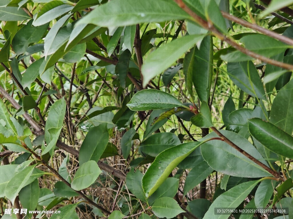 翠绿繁茂的植物枝叶