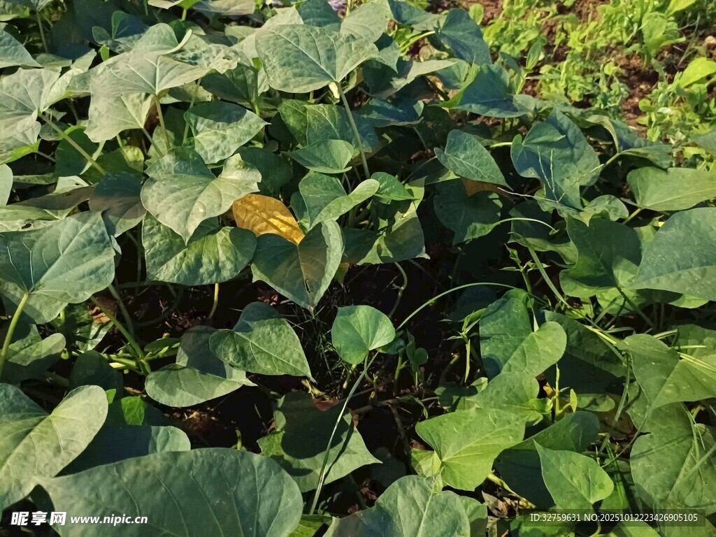 绿叶植物特写
