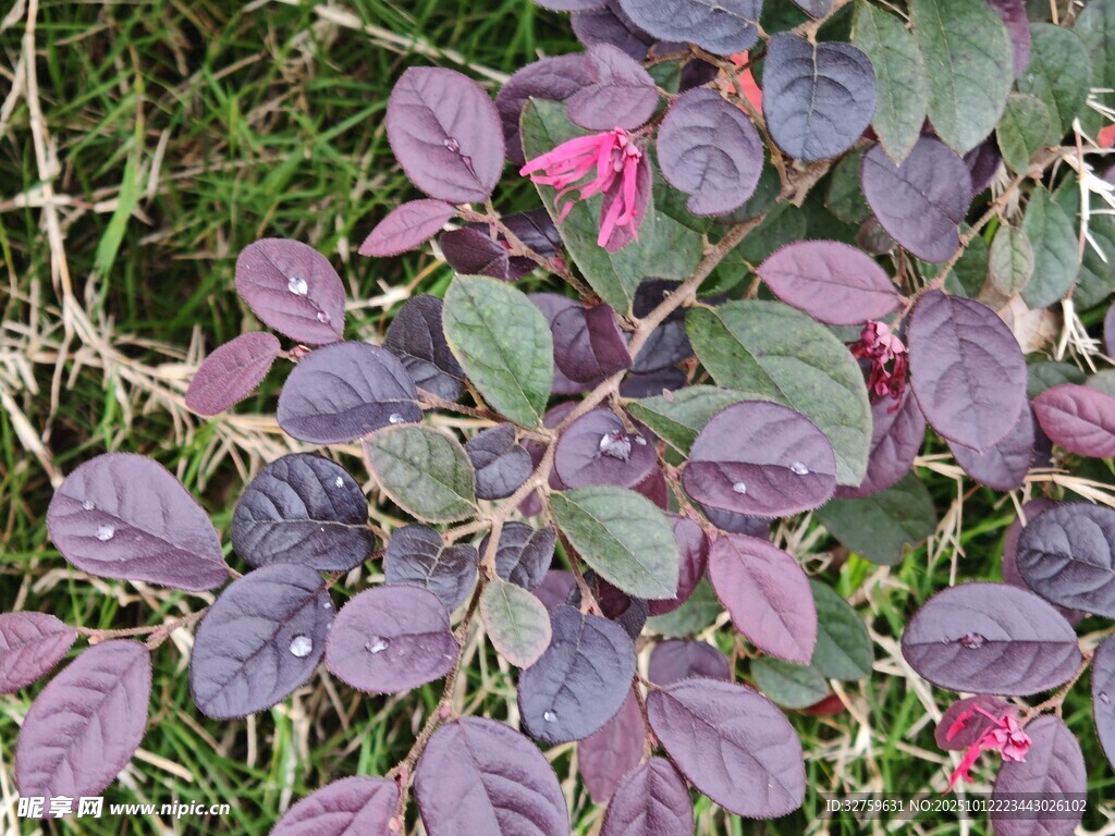 紫叶植物特写