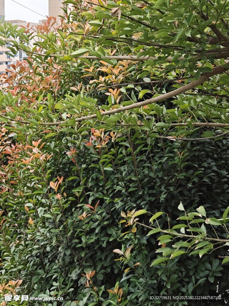 繁茂绿植