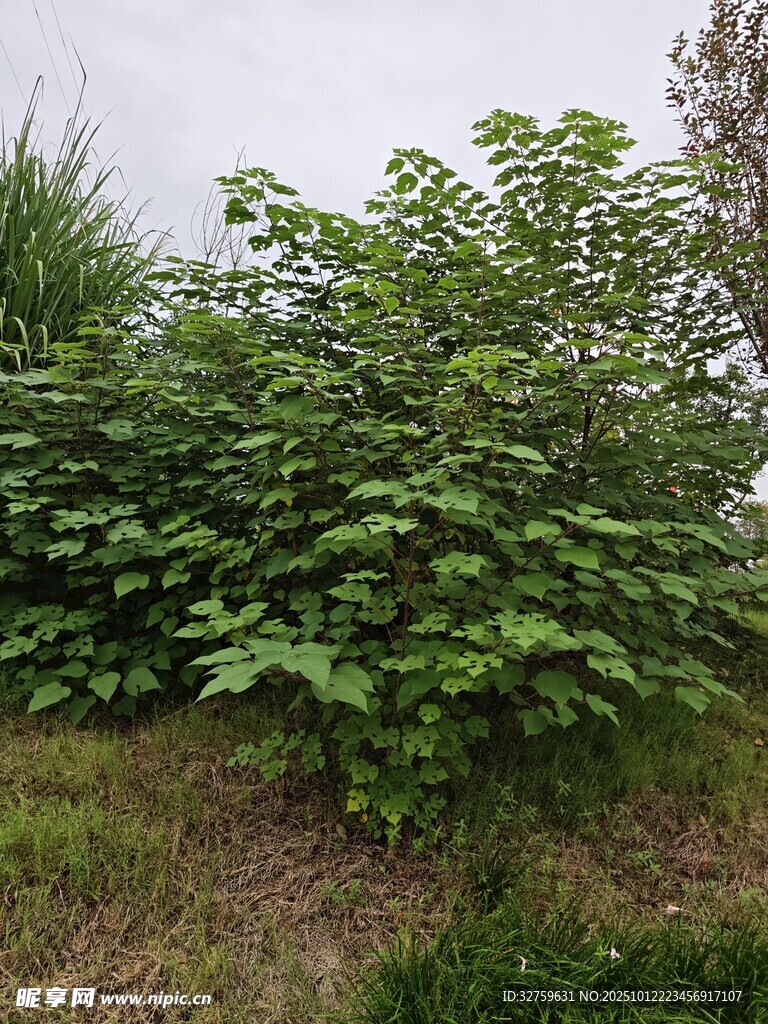 野外繁茂的绿色植物丛