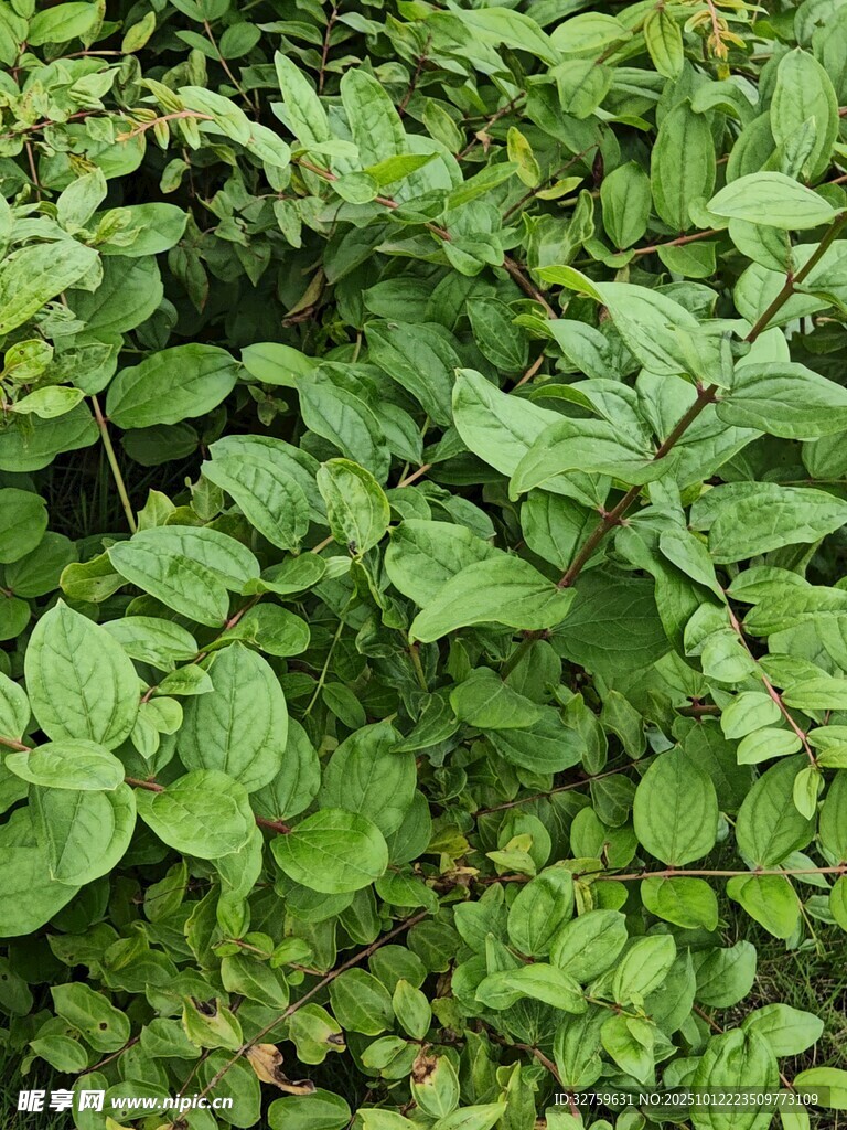 翠绿繁茂的灌木丛