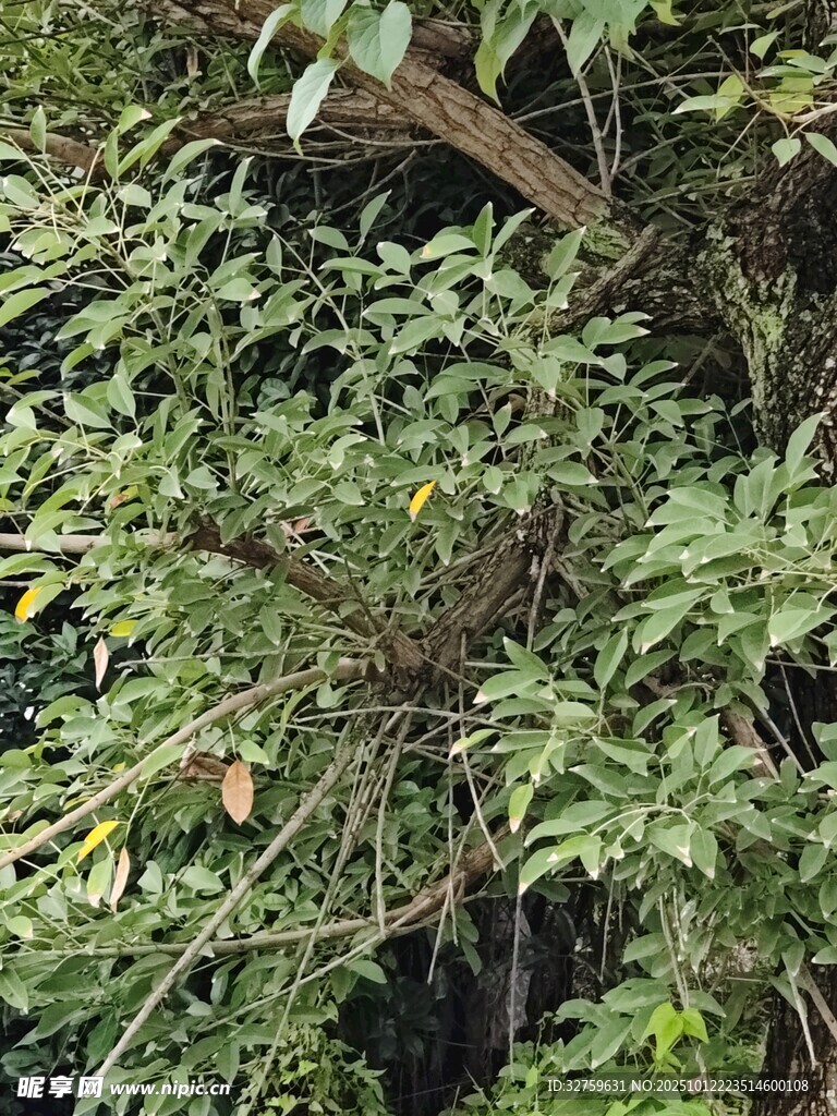 繁茂绿植 