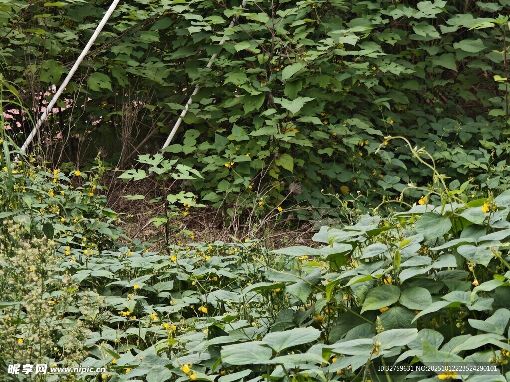 繁茂绿植的自然景象