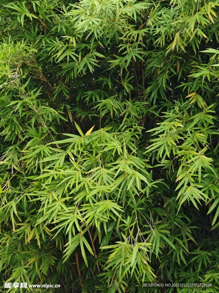 翠绿竹叶