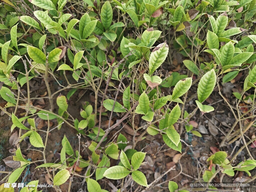 绿叶繁茂的植物景观
