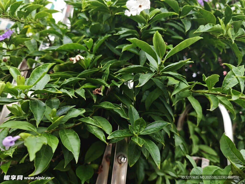 绿叶繁茂的植物景观