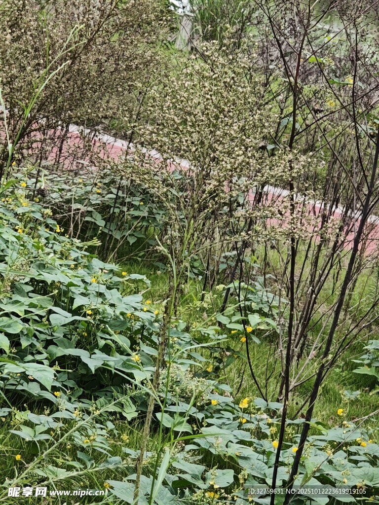 野外繁茂的绿植景象