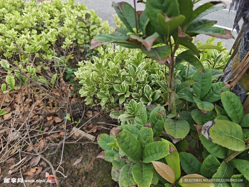 绿植景观 