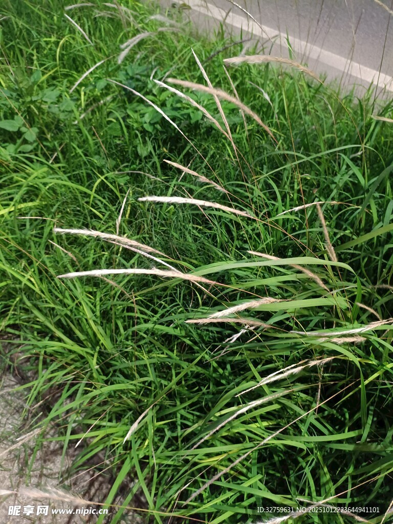 路边翠绿草丛
