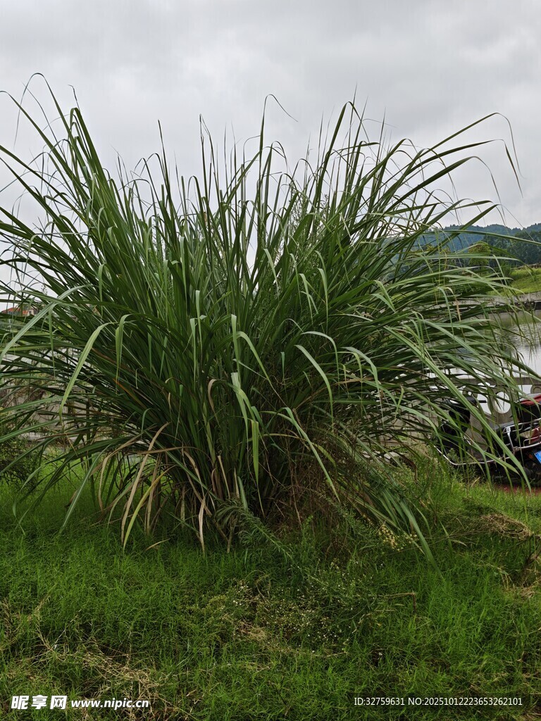 田野中的茂盛甘蔗植株