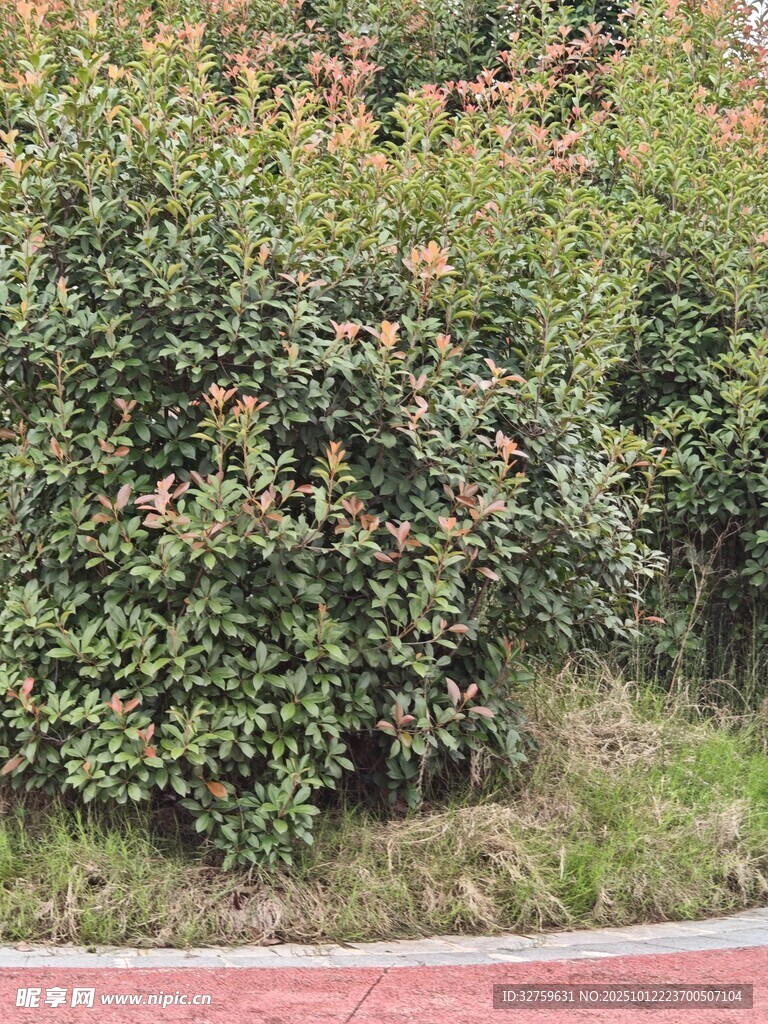路边绿植景观
