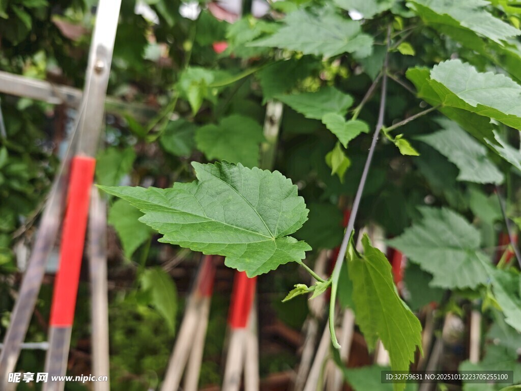 园艺剪刀修剪绿植场景