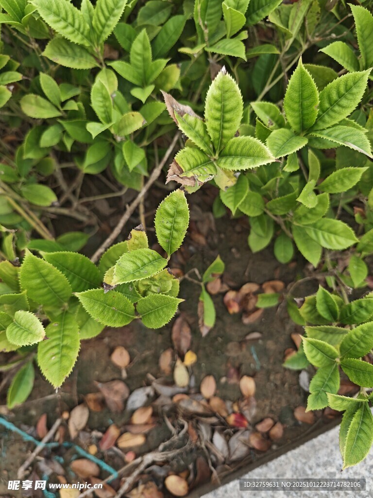 绿叶植物与碎石景观
