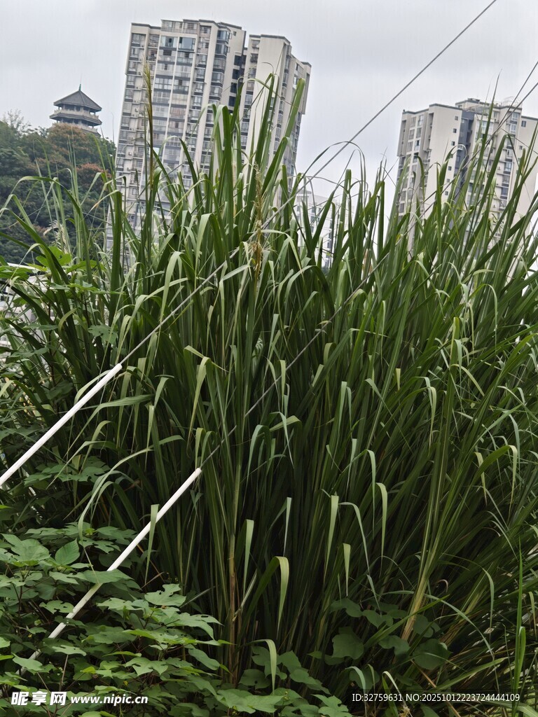 城市中茂盛的绿色草丛