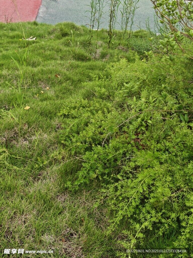 绿意盎然的地面植被景观