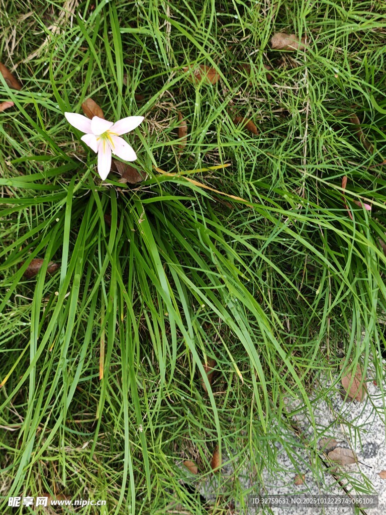 草丛中的白色小花