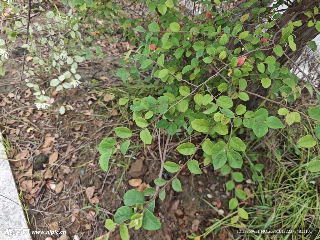路边生长的绿色植物