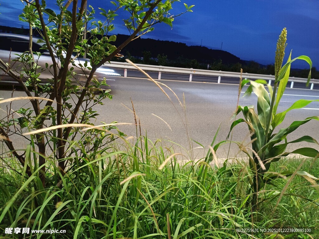 河畔绿植与远处桥梁景观