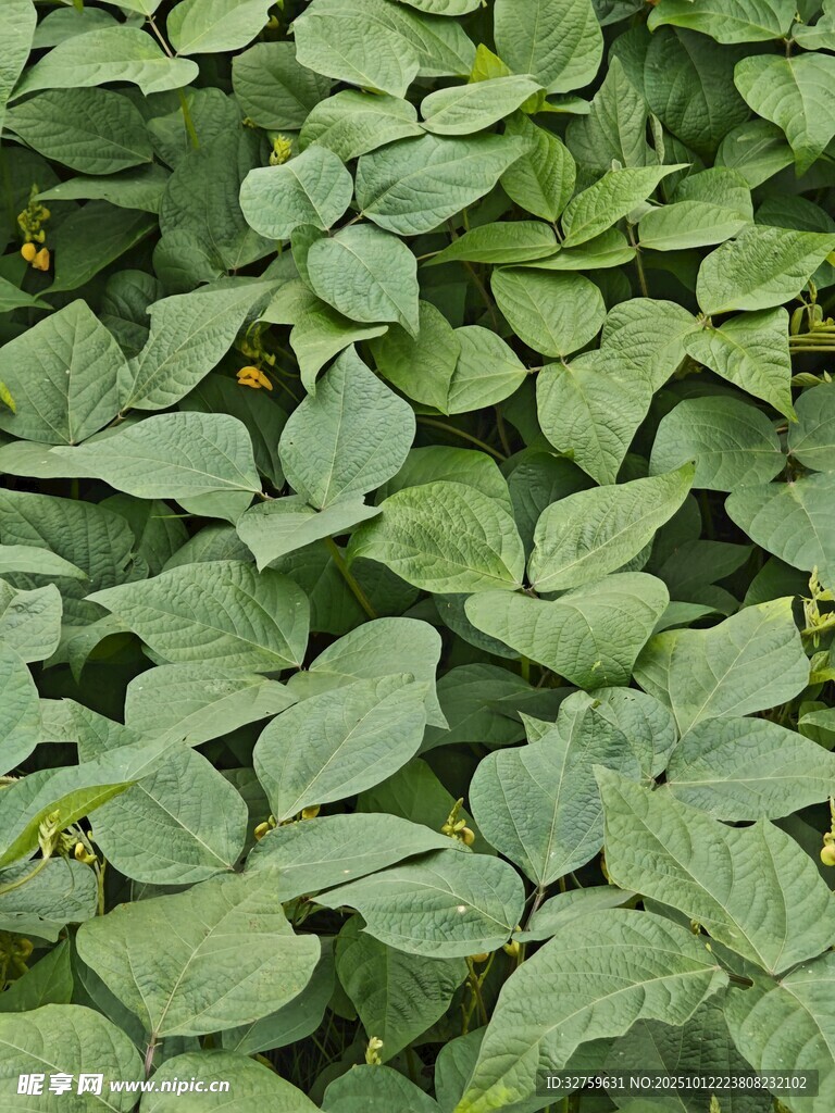 绿叶繁茂的植物景观