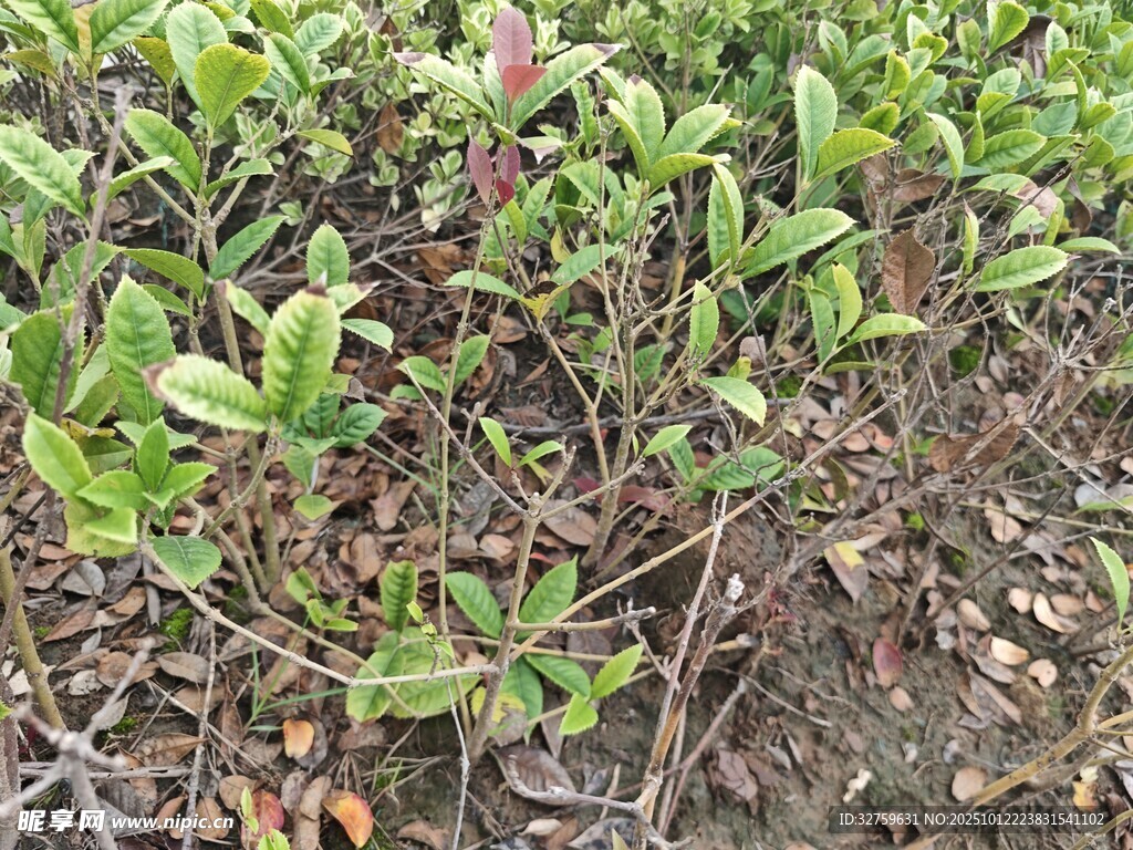 绿叶繁茂的地面植物景观