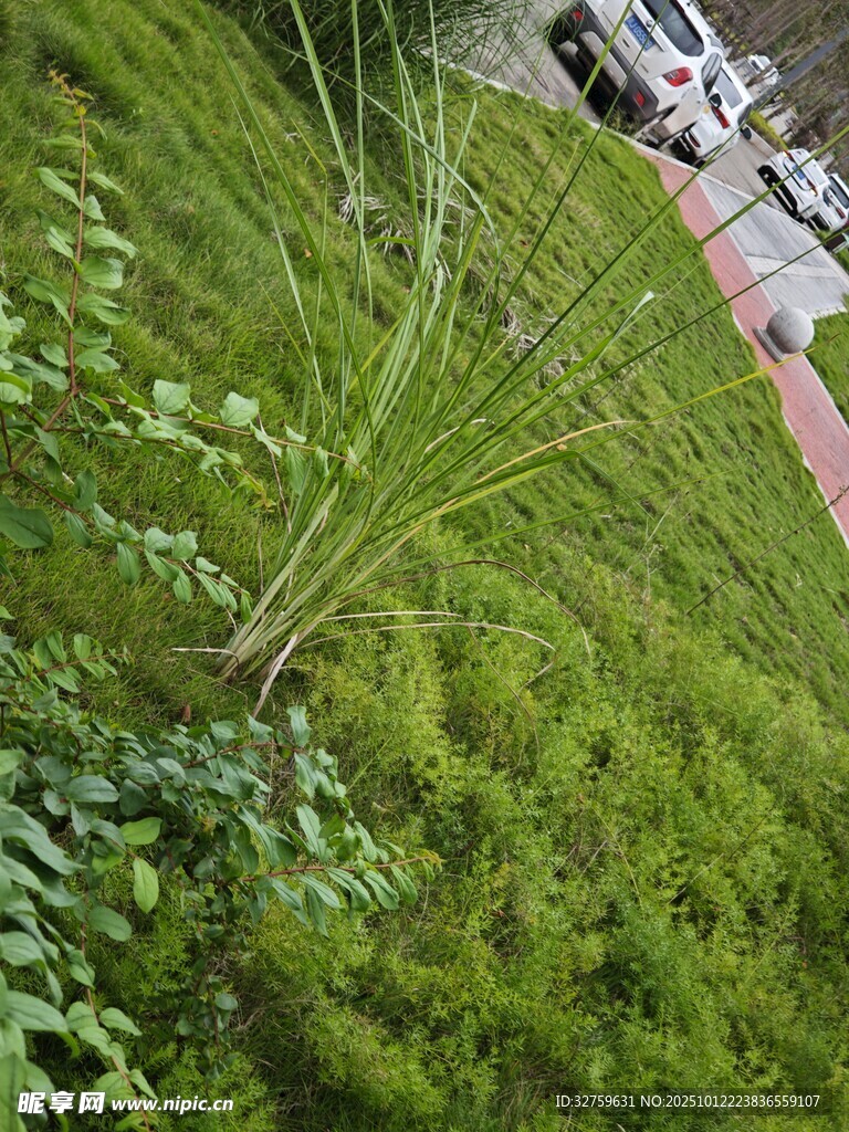 路边翠绿草坪与细长植物