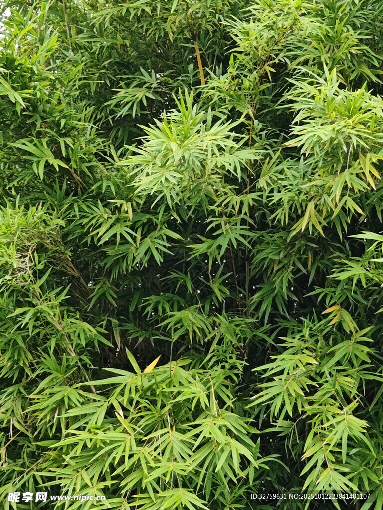 翠绿竹林景致