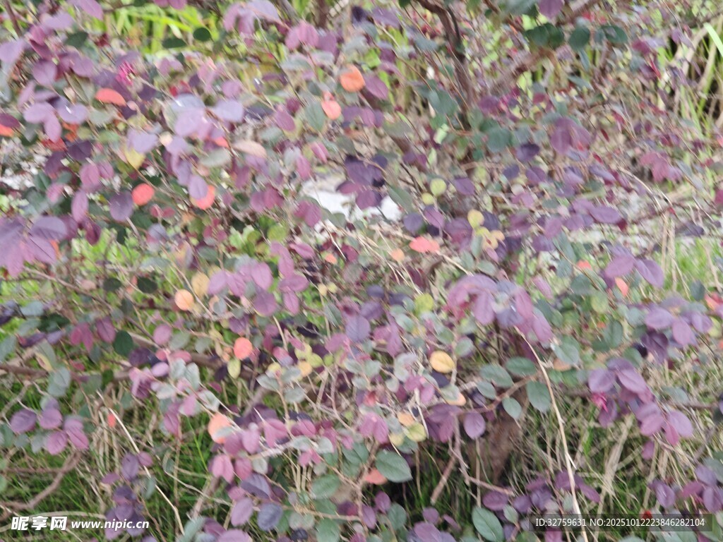 紫色花卉丛景观