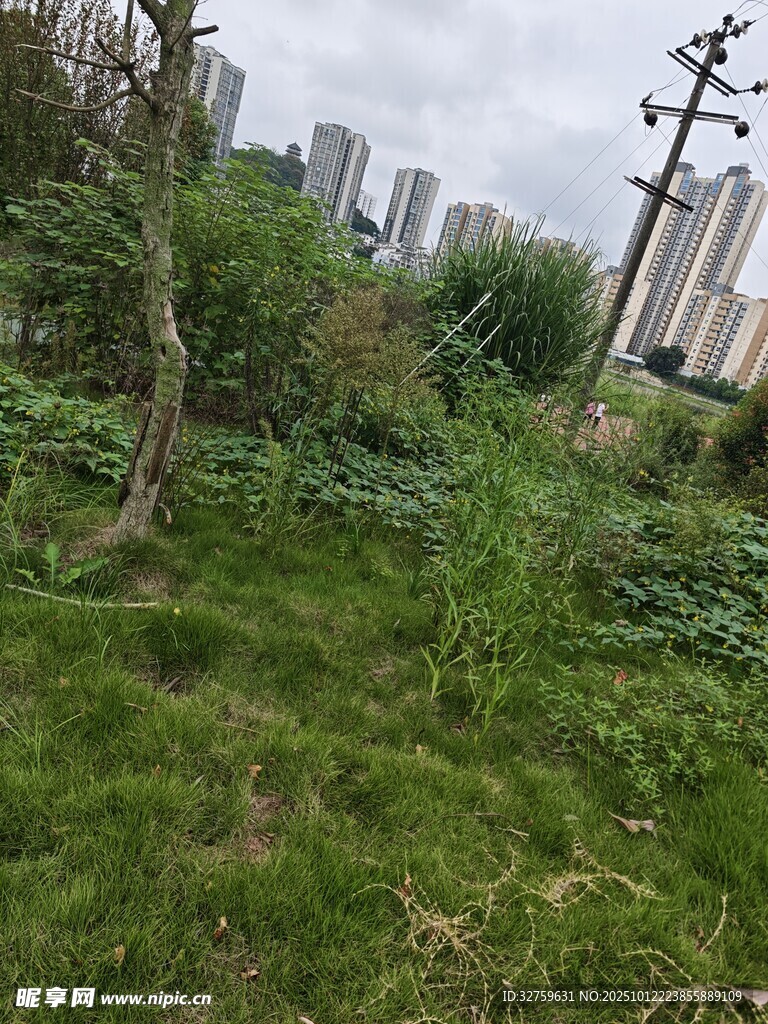 城市中的荒野绿植景观