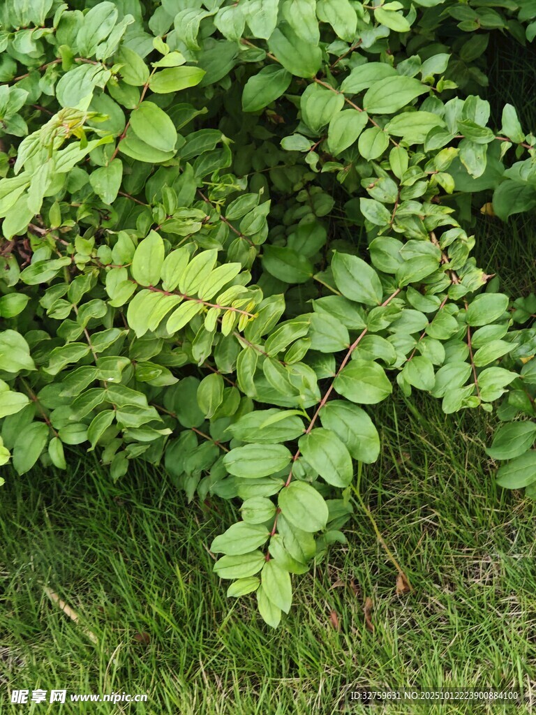 翠绿叶片的茂盛植物