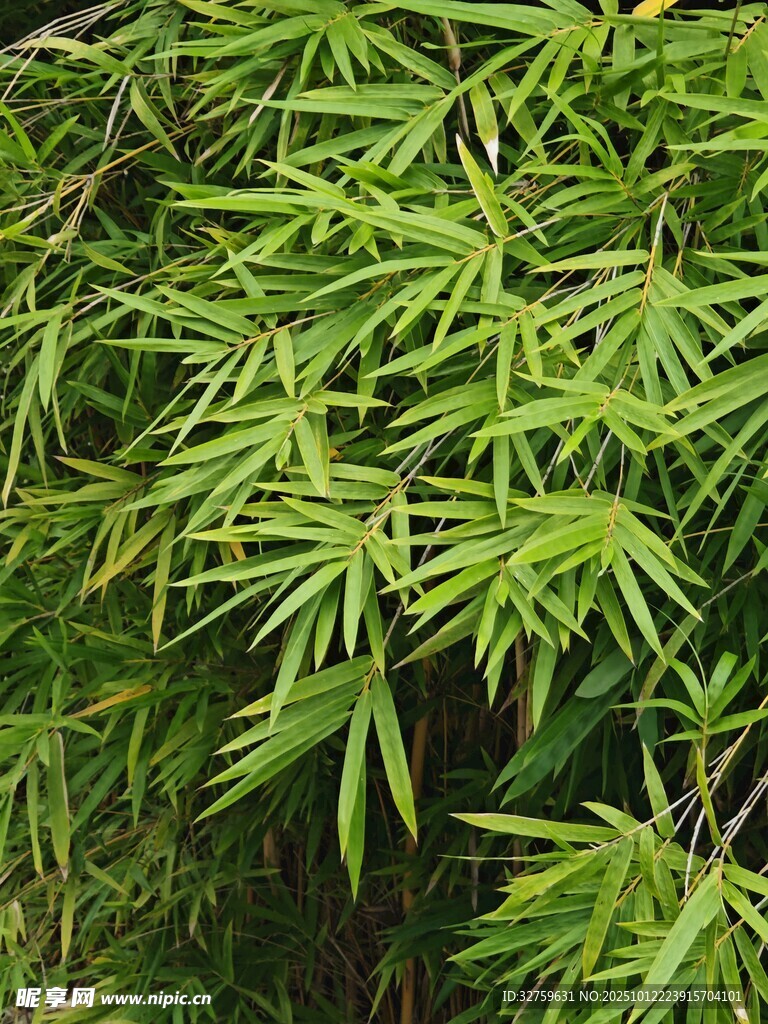 翠绿竹叶特写