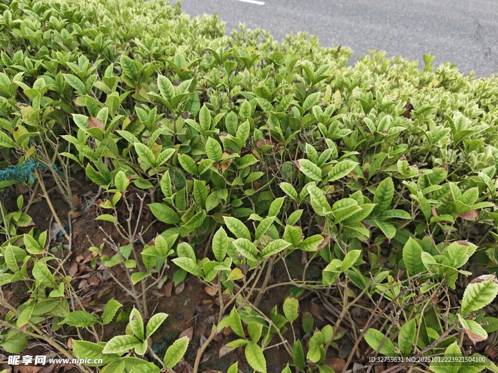 翠绿丛生植物景观