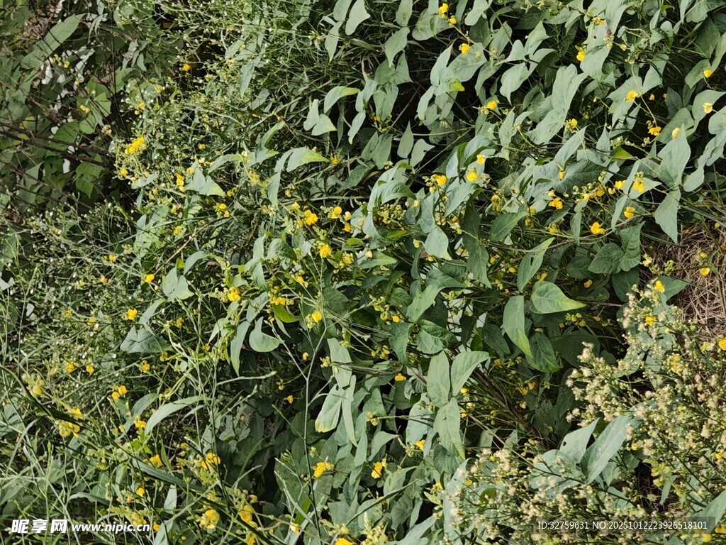 绿叶黄花植物特写