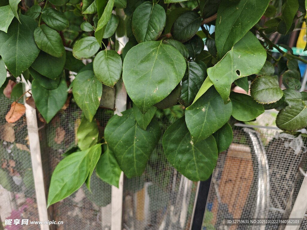绿叶爬满木栅栏