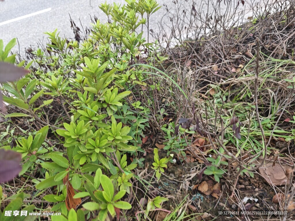 地面旁的嫩绿植物