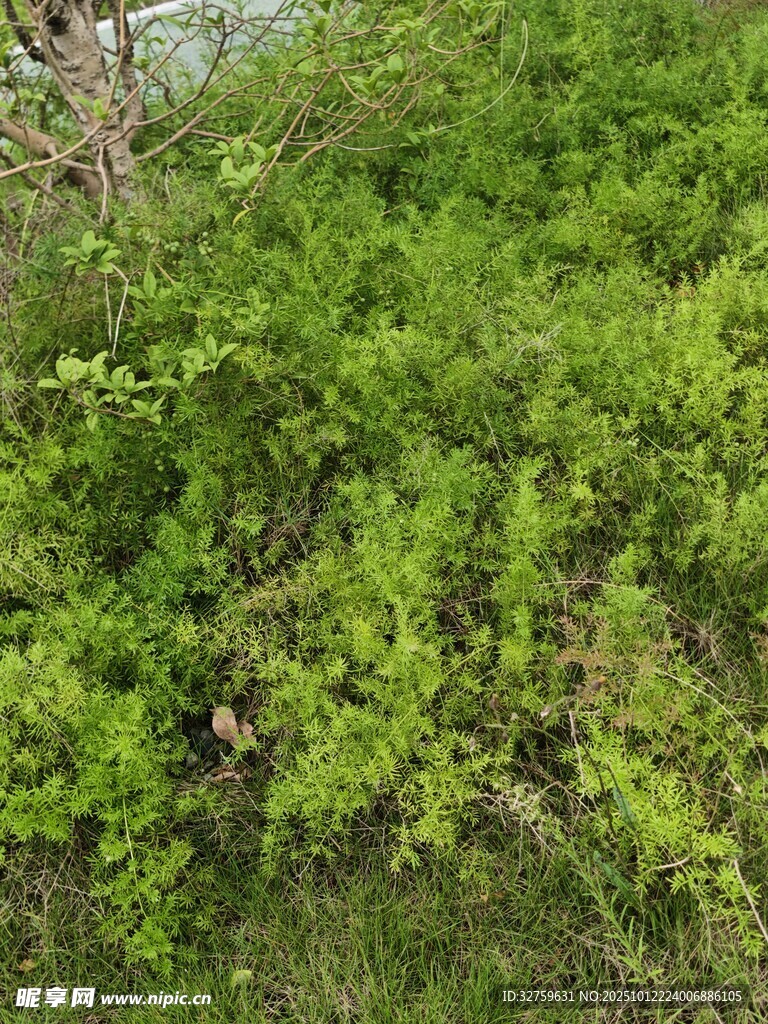 茂密绿植景观