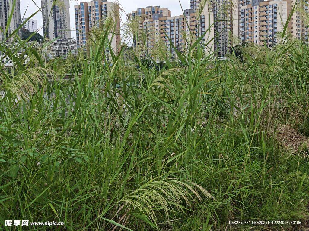 城市边的茂盛绿色草地