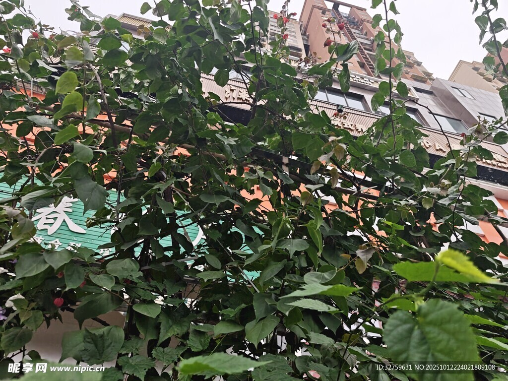 绿叶丛中多彩景象