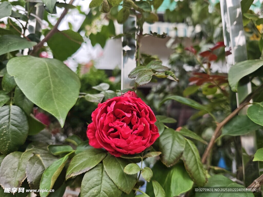 娇艳红山茶绽放绿叶间