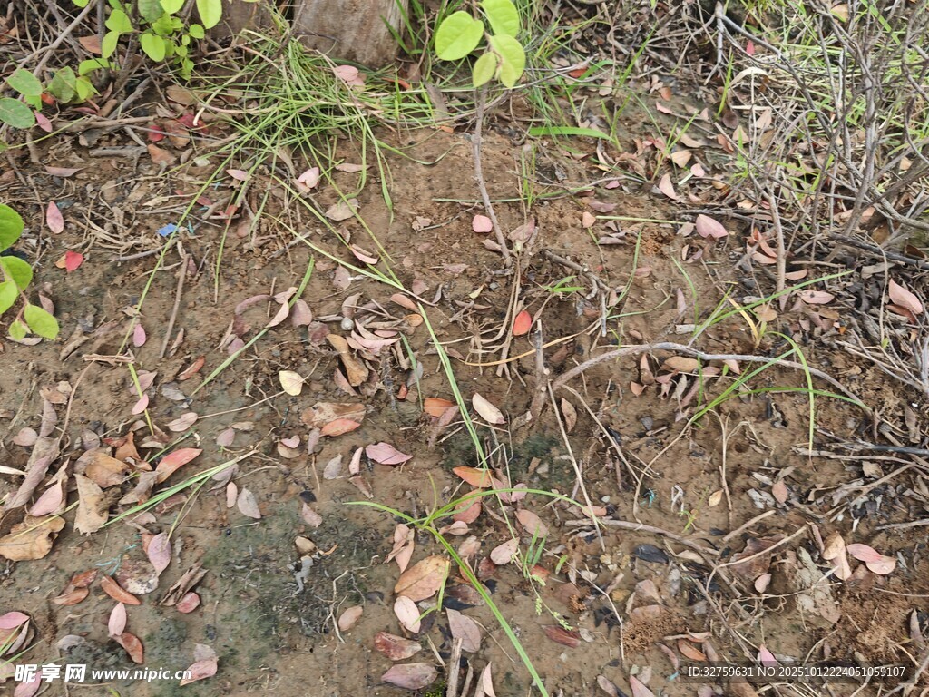 地面的植物与散落枯叶