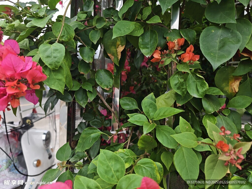 艳丽三角梅攀爬绿植间